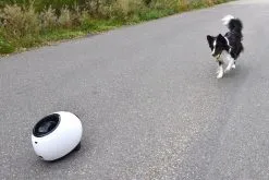 Flamingo Jouet Chien Elton Interactif Distributeur Automatique De Friandises+balles De Tennis 33x24x29cm -ROYAL CANIN Soldes 02aa38468598e63ce58c87dd484a5eb633240d07bb52fbc7bc270faa4d486951