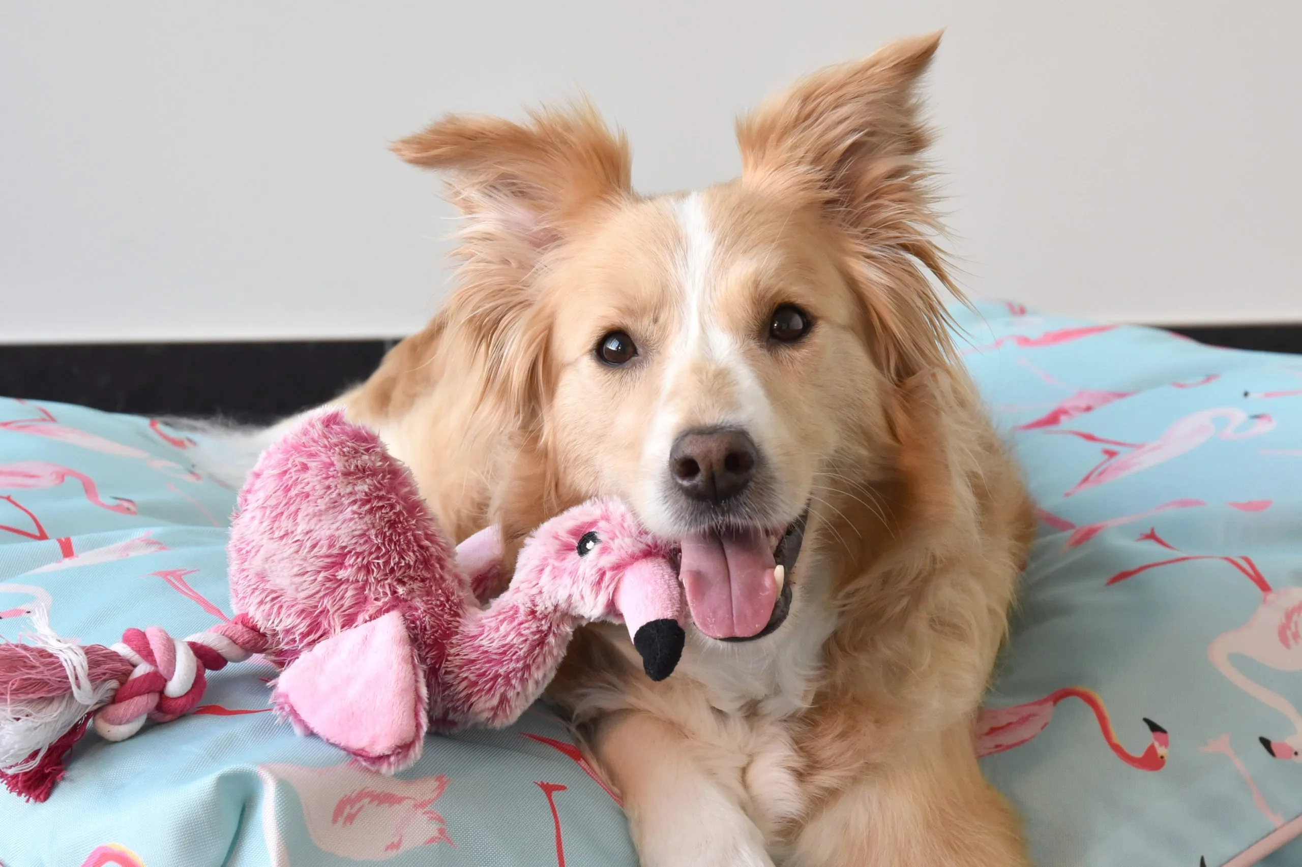 Flamingo Jouet Chien Peluche Andes Flamant Rose 36cm 6 Flamingo Jouet Chien Peluche Andes Flamant Rose 36cm – Image 4