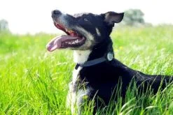 Animo Tracker D'activités 13 Animo Tracker D'activités -ROYAL CANIN Soldes animo 2