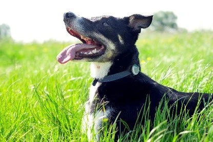 Animo Tracker D'activités 7 Animo Tracker D'activités – Image 5