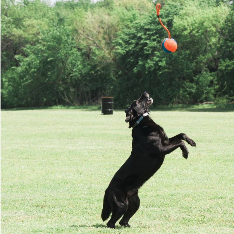 Chuck It Ballon 3 En 1 Rope Fetch 5 Chuck It Ballon 3 En 1 Rope Fetch – Image 3