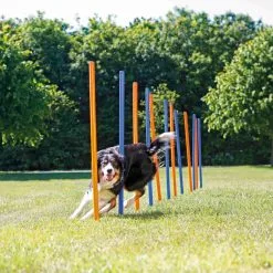 Trixie Slalom Fun Agility 9 Trixie Slalom Fun Agility -ROYAL CANIN Soldes c8ffba6fe2234f9a2ecbea207a5512fdab14d9c2e10fbfc25e52cf70efb4f2a8