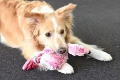 Flamingo Jouet Chien Peluche Andes Flamant Rose 36cm 8 Flamingo Jouet Chien Peluche Andes Flamant Rose 36cm -ROYAL CANIN Soldes ed2d50211e2888730dfb561c12fb49e3b6842b0562aadf2de2065d6f320fa5c3