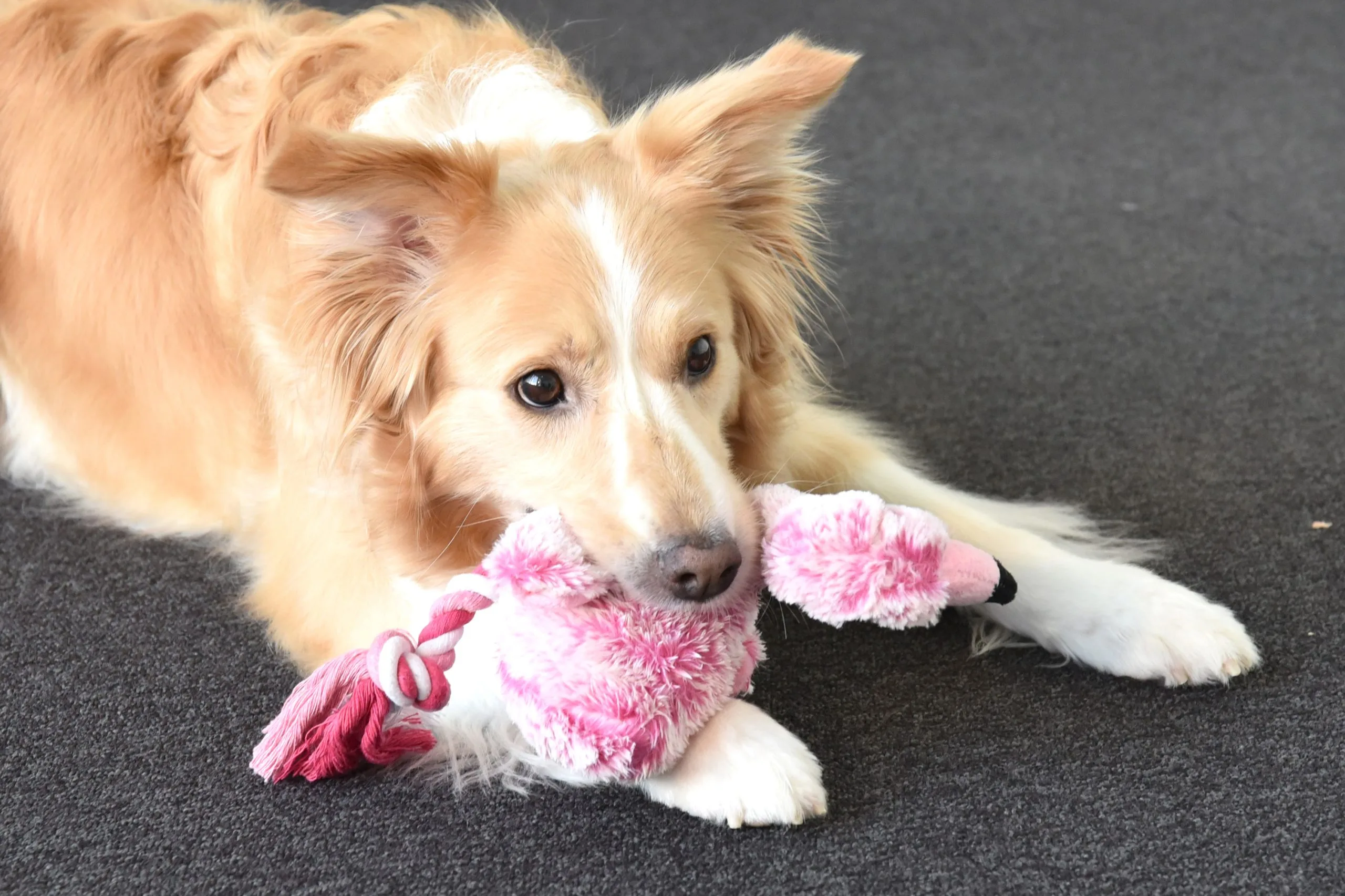 Flamingo Jouet Chien Peluche Andes Flamant Rose 36cm 5 Flamingo Jouet Chien Peluche Andes Flamant Rose 36cm – Image 3