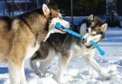 Safestix KONG 12 Safestix KONG -ROYAL CANIN Soldes fb80efaed2ac5ccd81d3243c6c7f43066f6bf207daa1c3ed5d318c728421b9df