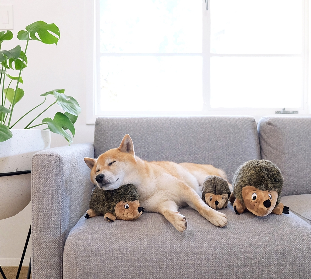 Zolux Peluche Hérisson 5 Zolux Peluche Hérisson – Image 3