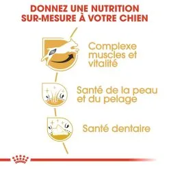 Royal Canin Jack Russell Adult Pour Chien 7,5kg -ROYAL CANIN Soldes royal canin jack russell adult jack russell adulte 2